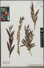 Foto von Salix triandra L. x Salix viminalis L.